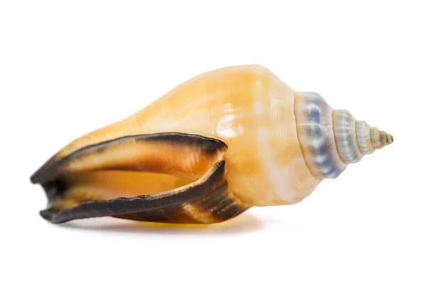 Seashell on a white background — Stock Photo, Image