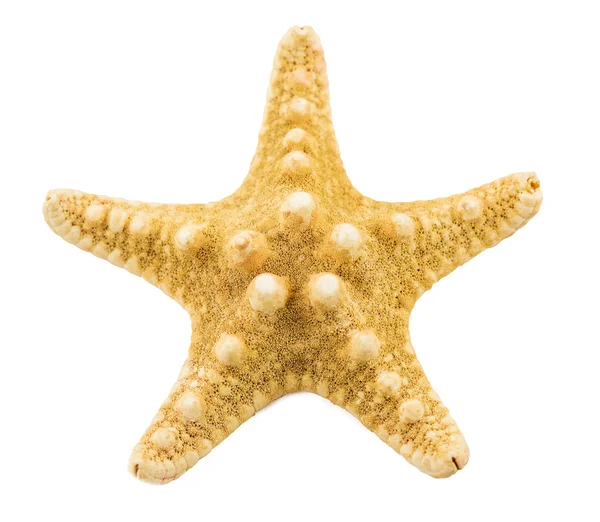 Starfish  on a white background — Stock Photo, Image