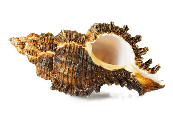 Coquille de mer sur fond blanc — Photo