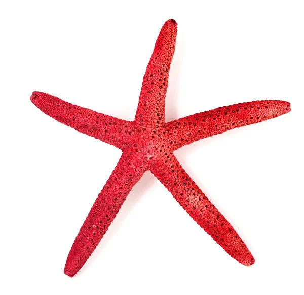 Estrela-do-mar vermelha sobre fundo branco — Fotografia de Stock