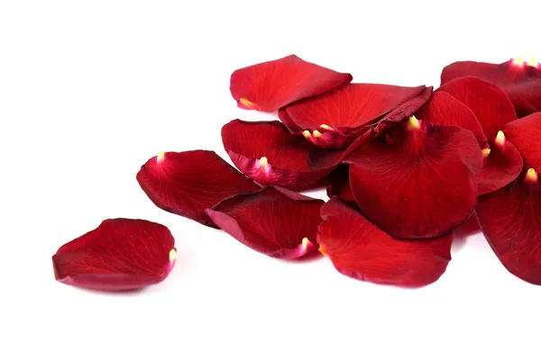 Red rose petals isolated on white — Stock Photo, Image