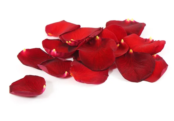 Schöne rote Rosenblätter Hintergrund — Stockfoto