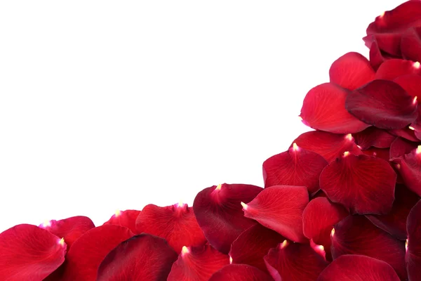 Red rose petals isolated on white — Stock Photo, Image