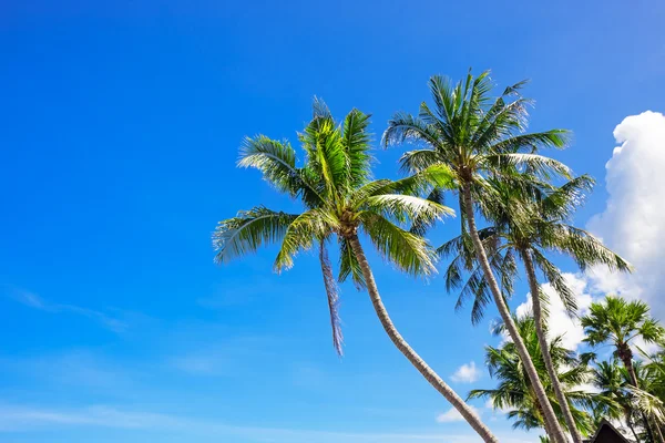 Coconut palm trees — Stock Photo, Image