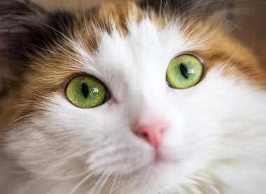 bir yeşil kedi gözü kapat