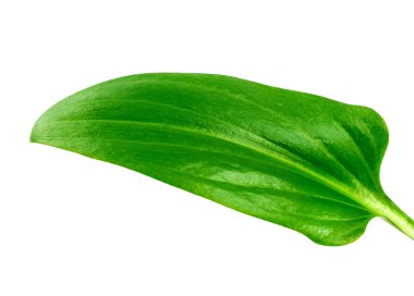 Beyaz üzerinde yeşil yaprak