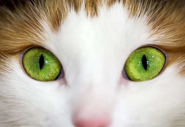 Close up of a green cat eye — Stock Photo, Image