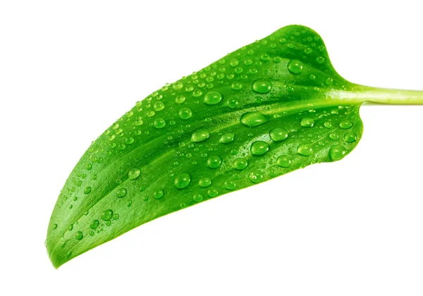 Green leaf with water droplets — Stock Photo, Image