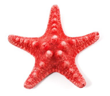 beyaz arkaplanda denizyıldızı