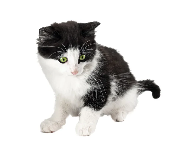 Beautiful black and white little kitten — Stock Photo, Image