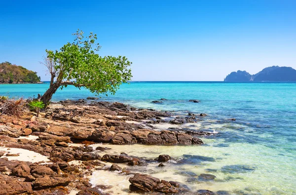 Tropical beach — Stock Photo, Image