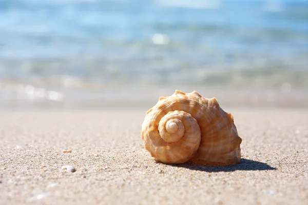 Concha do mar na praia arenosa — Fotografia de Stock