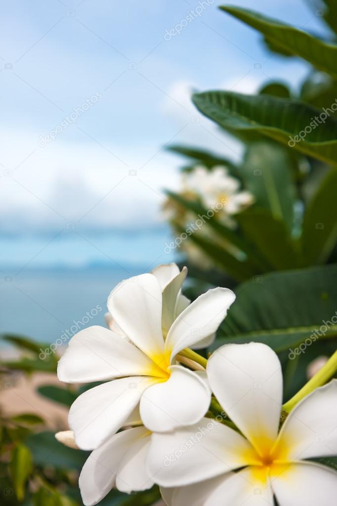 Flores del caribe fotos de stock, imágenes de Flores del caribe sin  royalties | Depositphotos