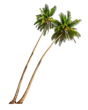 Coconut palm trees clipart