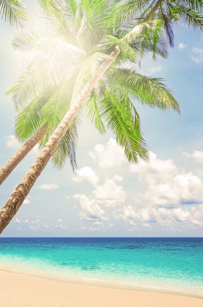 Palmiye ağaçları ile tropikal beyaz kum — Stok fotoğraf