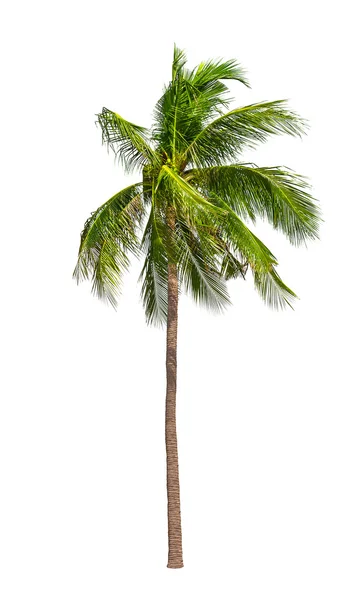 Coconut palm trees isolated — Stock Photo, Image