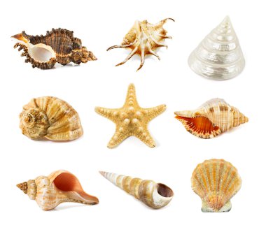 beyaz izole seashell 