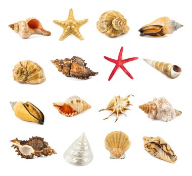 beyaz izole seashell 
