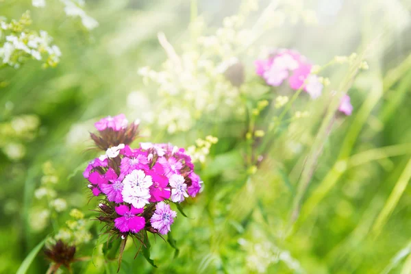 Yeşil çayır çiçekler — Stok fotoğraf