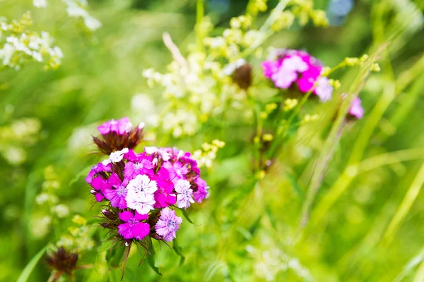 Flowers on the green meadow — Stock Photo, Image