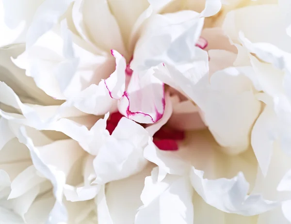 White petal peony background — Stock Photo, Image