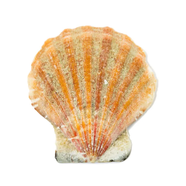 Seashell isolated on a white background — Stock Photo, Image
