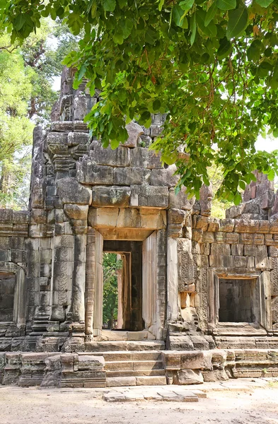 Árbol gigante creciendo sobre las ruinas antiguas — Foto de Stock