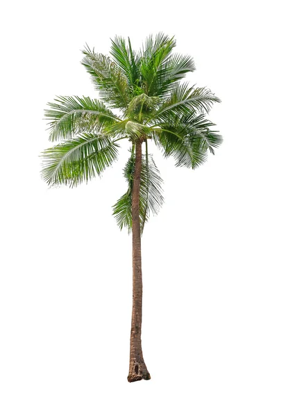 Hindistan cevizi palmiyeleri — Stok fotoğraf