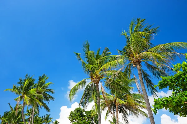 Coconut palm trees — Stock Photo, Image