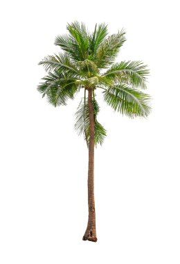 Hindistan cevizi palmiyeleri