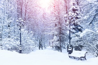 Kış manzarası, park bankları ve karla kaplı ağaçlar. Parkta kar yağışı. Parlak kış gündoğumu. Güzel kış teması. 