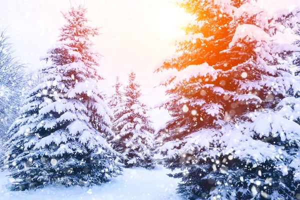 Winter Fir Tree Christmas Scene Sunlight Fir Branches Covered Snow — Stock Photo, Image