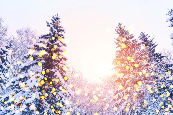 Sapin Hiver Scène Noël Avec Lumière Soleil Branches Sapin Couvertes — Photo