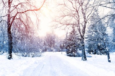 Kış köknar ağacı, güneş ışığıyla Noel sahnesi. Karla kaplı Firavun dalları. Noel kışı, arka planda bulanıklık, çelenk ışıkları, bayram festivali geçmişi. 