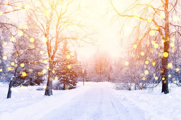 日光と冬のモミの木のクリスマスシーン 雪に覆われた太い枝 ガーランドライト 休日のお祝いの背景とクリスマスの冬のぼやけた背景 — ストック写真