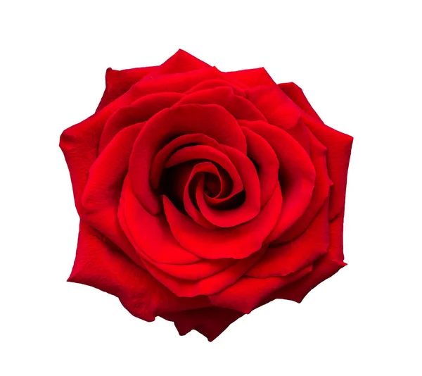 Fleur Rose Rouge Isolée Sur Fond Blanc Fête Saint Valentin — Photo