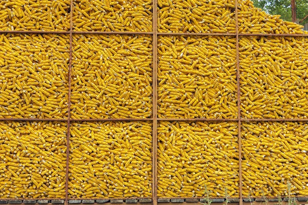 Corn pile — Stock Photo, Image
