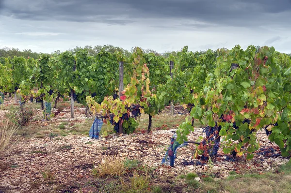 Vineyard — Stock Photo, Image