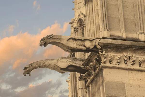 Gargoyles notre Dame — Stok fotoğraf