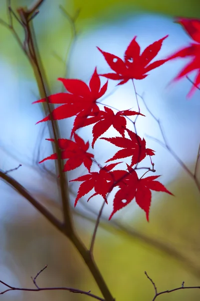 Herbst-Ahornblätter — Stockfoto