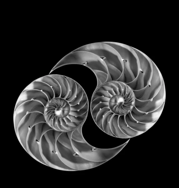 Conchas de Nautilus, isoladas — Fotografia de Stock