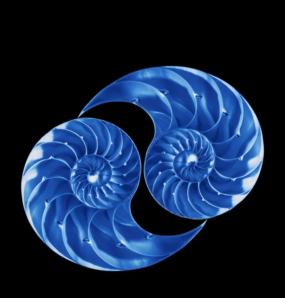 Muszli Nautilus w kolorze niebieskim na czarnym tle — Zdjęcie stockowe