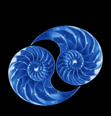 chambered nautilus kabuğu