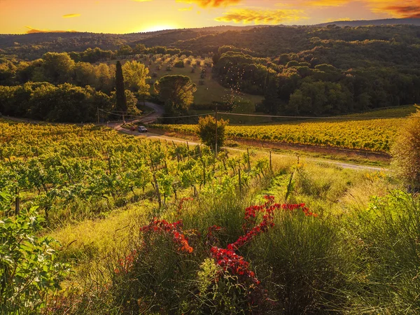 Vinhas da Toscana ao pôr-do-sol — Fotografia de Stock