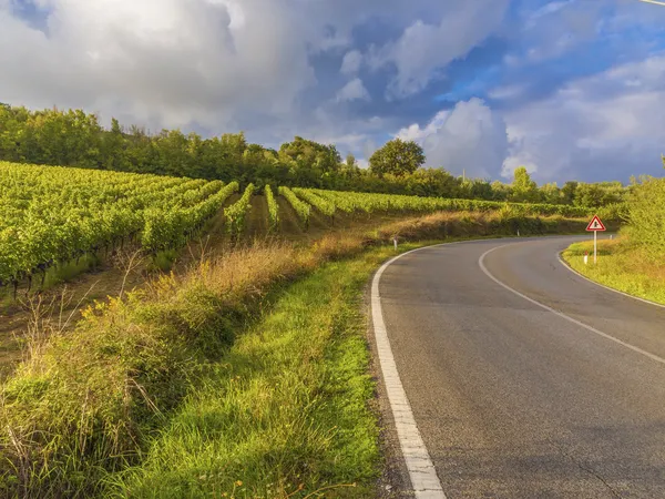 Vingårdar i en toskansk road krök — Stockfoto