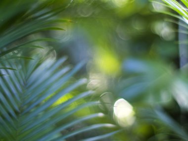 yeşil yeşillik arka plan