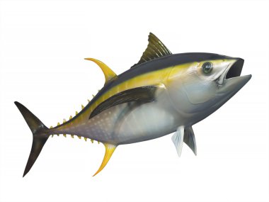Yellowfin tuna, isolated clipart