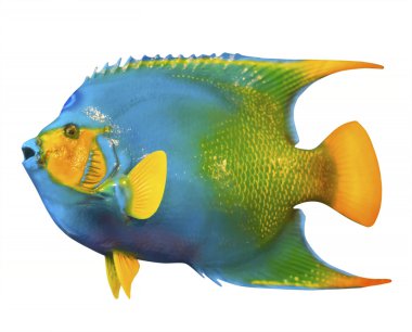 Kraliçe angelfish, izole