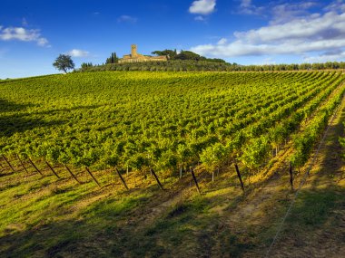 Toscane platteland bedekt met wijngaarden