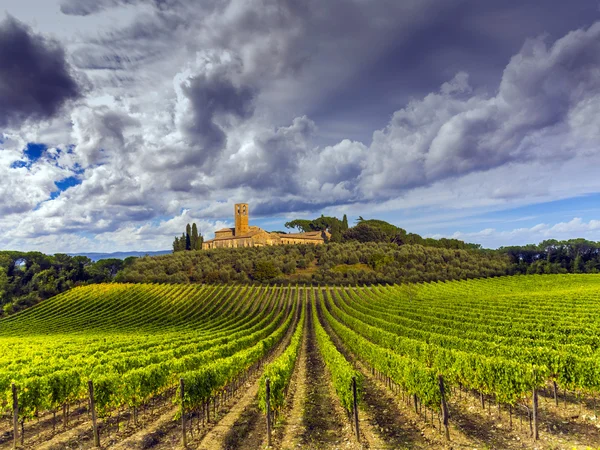 Toscane platteland bedekt met wijngaarden — Stockfoto